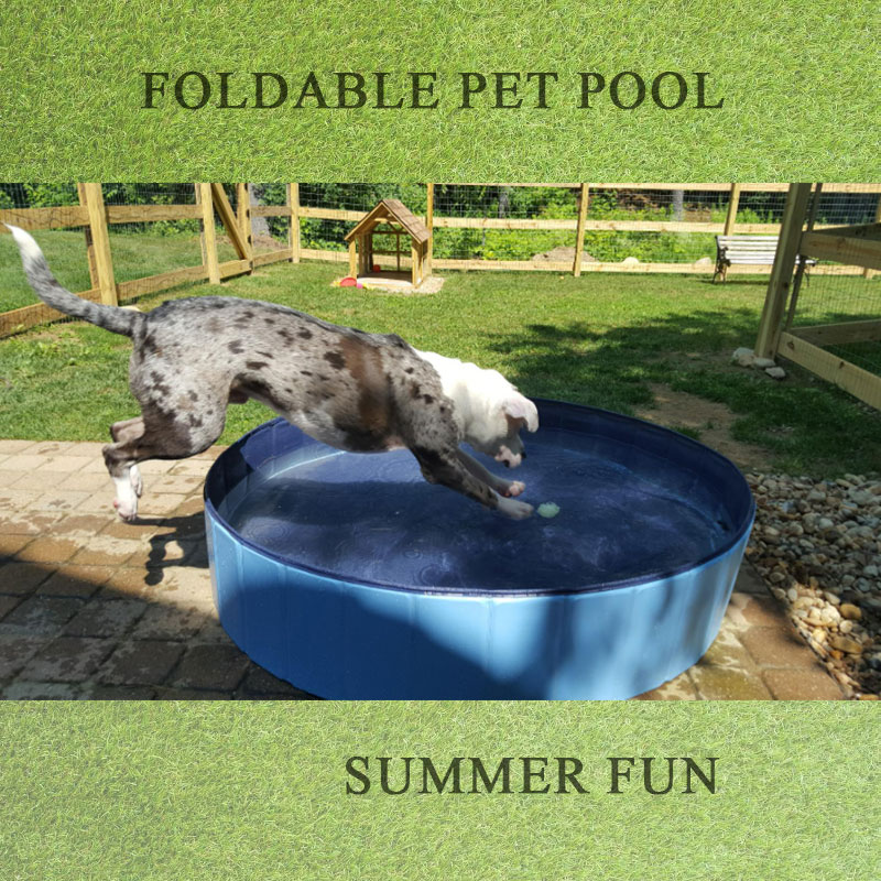 Beste Hundepools für Ihr Haustier zum ganzen Sommer über schwimmen